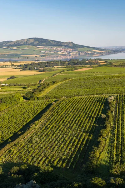 Виноградники Палавой Около Заеци Южная Моравия Чехия — стоковое фото