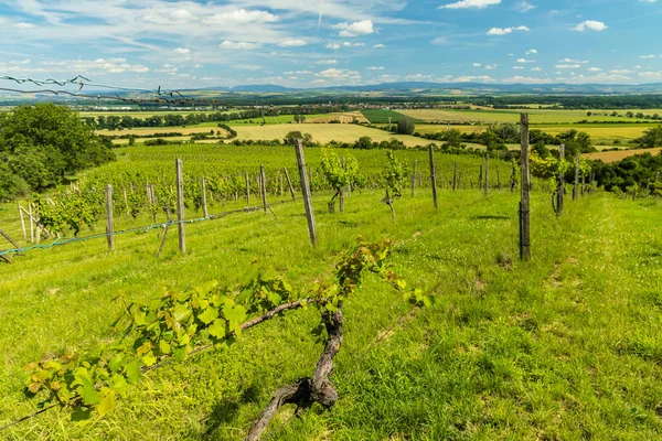 Kebun Anggur Dekat Polesovice Moravia Selatan Republik Ceko — Stok Foto
