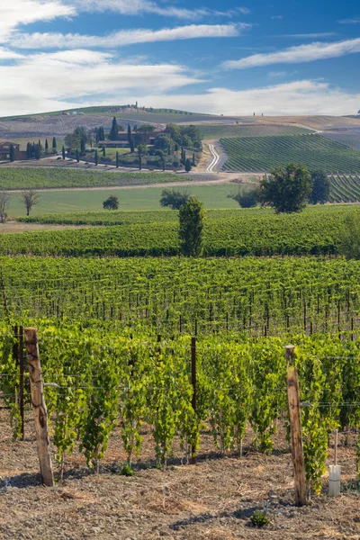 Toscanan Tunnetuimmat Viinitarhat Montalcinon Kaupungin Lähellä Italiassa — kuvapankkivalokuva