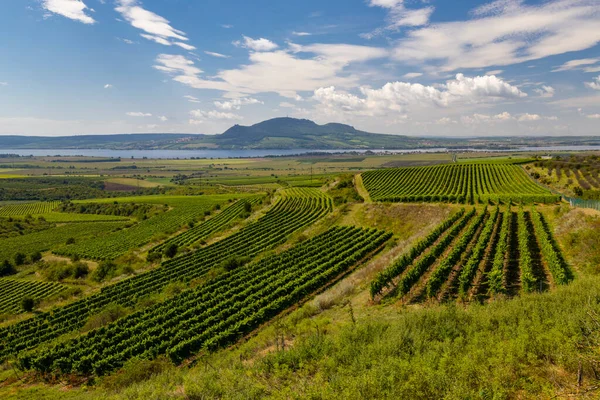 Vinhedos Perto Reservatório Nove Mlyny Com Palava Sul Morávia República — Fotografia de Stock