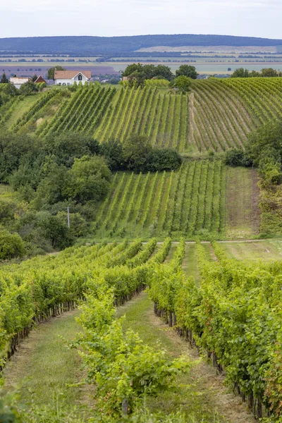 Summer Vineyard Nearby Strekov Southern Slovakia — Stock Photo, Image