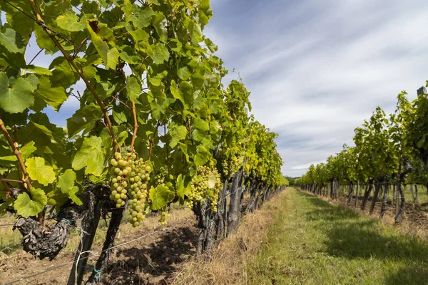 Druiven Gele Muscat Tokaj Regio Unesco Site Hongarije — Stockfoto