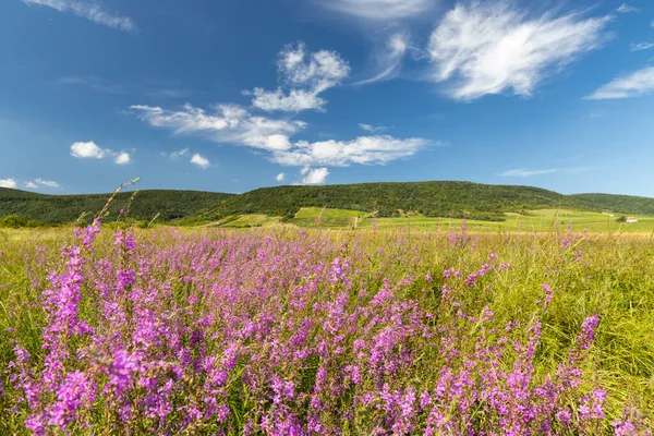 Pradera Floreciente Región Tokaj Norte Hungría —  Fotos de Stock