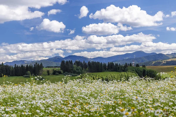 Blommande Äng Med Låga Tatras Sommaren Slovakien — Stockfoto