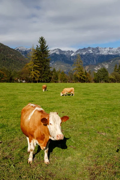 附近Bischofshofen的奥地利阿尔卑斯山下放牛的牧场 — 图库照片