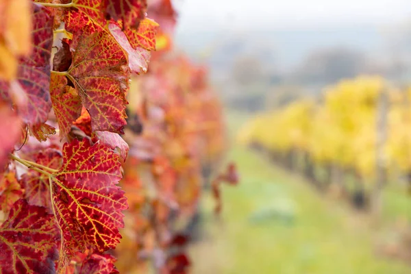 Roter Herbst Weinberg Südmähren Tschechische Republik — Stockfoto