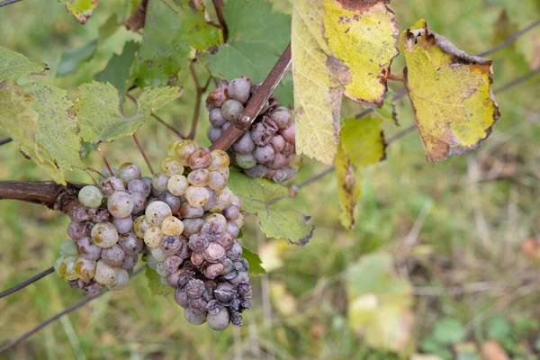 Uva Bianca Infestata Marciume Muffa — Foto Stock