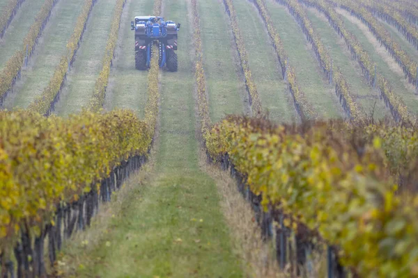 Harvesting Grapes Combine Harvester Southern Moravia Czech Republic — Stock Photo, Image