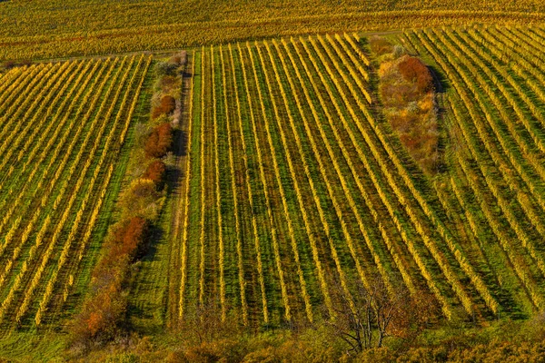 Wijngaarden Onder Palava Zuid Moravië Tsjechië — Stockfoto
