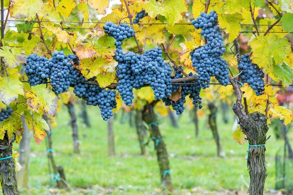 Błękitne Winogrona Cabernet Morawy Jesiennej Winnicy Morawy Południowe Czechy — Zdjęcie stockowe