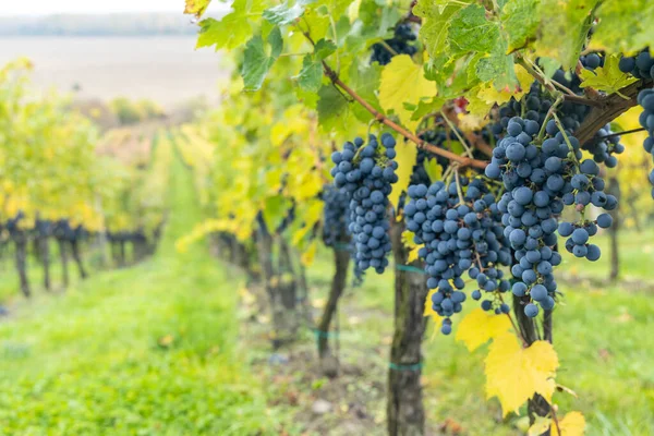 Uvas Azules Cabernet Sauvignon Viñedo Otoño Sur Moravia República Checa —  Fotos de Stock