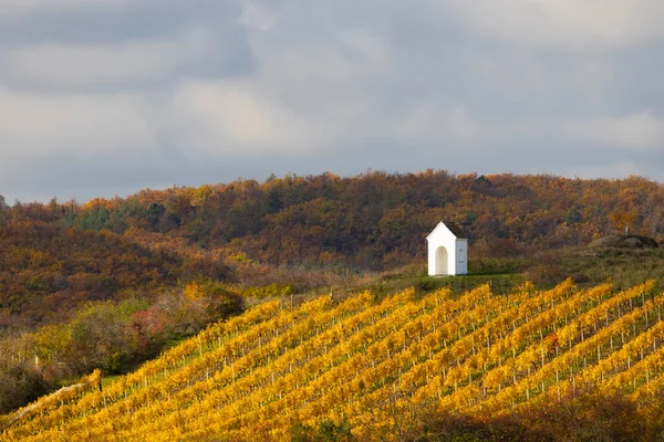 Autumn Vineyard Hnanice Znojmo Region Southern Bohemia Czech Republic — Stock Photo, Image