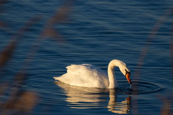 チェコ共和国南モラビア州ノベ ムリニー貯水池の白鳥 — ストック写真