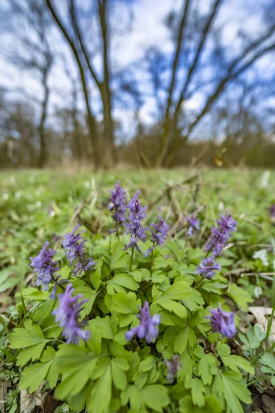 Pusty Komin Dymny Corydalis Cava Las Wiosenny Morawy Południowe Czechy — Zdjęcie stockowe