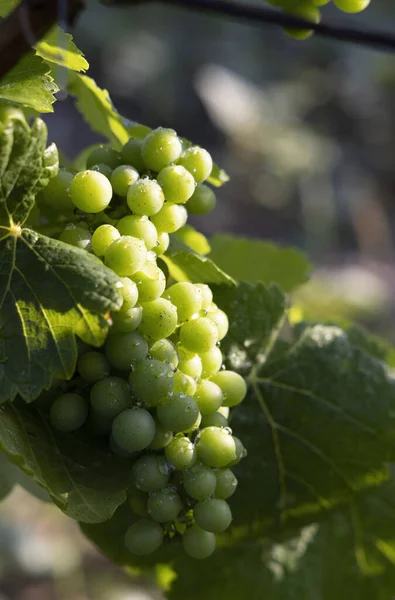 Detail Grapes Vine Time Locking — Stock Photo, Image