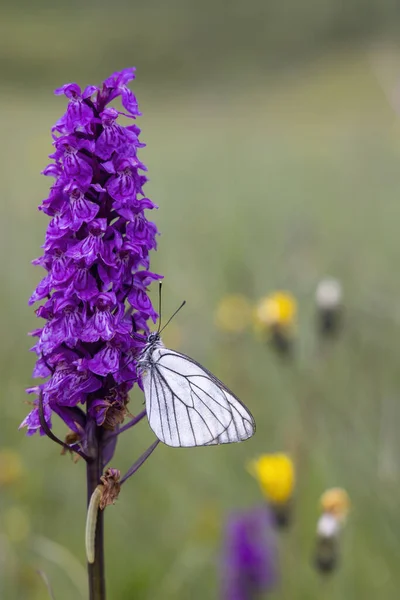 Black Veined White Butterfly Aporia Crataegi Heath Spotted Orchid Moorland — Stock Photo, Image