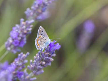 Kahverengi argus (Aricia agestis) lavanta, Provence, Fransa