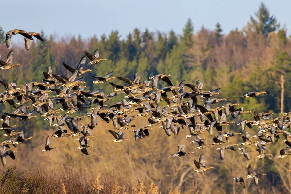 Great Goose Anser Anser Southern Bohemia Czech Republic — Stock Photo, Image