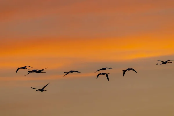 法国普罗旺斯Parc Naturel Regional Camargue的Flamingo — 图库照片