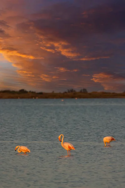 Flamingo Parc Naturel Regional Camargue Provence France — Stock Photo, Image