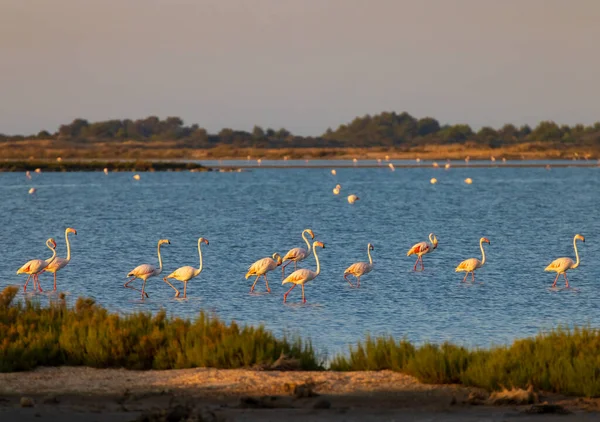 Flamingo Parc Naturel Regional Camargue Provence Frankreich — Stockfoto