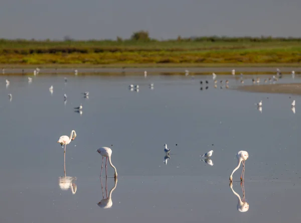 Flamingo Parc Naturel Regional Camargue Provence Frankreich — Stockfoto