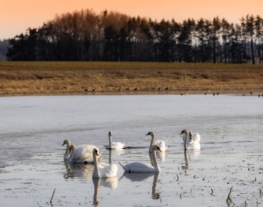Bahar havuzunda kuğular