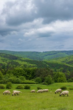 Beyaz koyunlu bahar manzarası Beyaz Karpatlar, Çek Cumhuriyeti