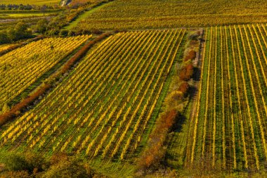 Palava altındaki üzüm bağları, Güney Moravya, Çek Cumhuriyeti
