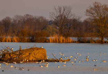 Siyah başlı martı, Jaroslavice göleti, Znojmo bölgesi, Güney Moravya, Çek Cumhuriyeti