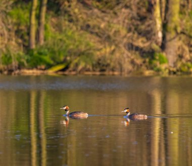 Great Crested Grebe (Podiceps kriteri), Güney Bohemya, Çek Cumhuriyeti