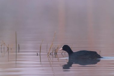 Siyah ördek (Fulica atra, Fulica prior), Güney Bohemya, Çek Cumhuriyeti