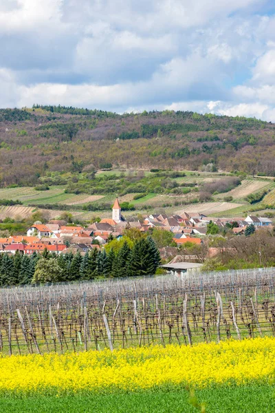 Våren Vingård Nära Retz Österrike — Stockfoto