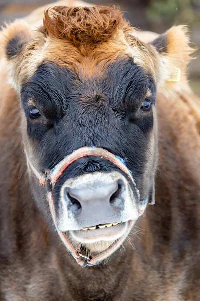 捷克共和国布尔诺动物园骆驼的肖像 — 图库照片