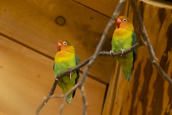 Παπαγάλοι Στον Ζωολογικό Κήπο Jihlava Τσεχική Δημοκρατία — Φωτογραφία Αρχείου