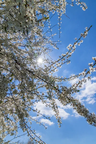 Vit Blommande Träd Mot Den Blå Himlen — Stockfoto