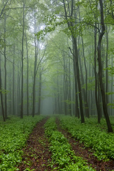 Spring Beech Forest White Carpathians Southern Moravia Czech Republic — Stock Photo, Image