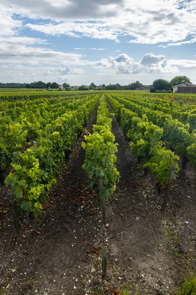 Viñedos Típicos Cerca Saint Julien Beychevelle Burdeos Aquitania Francia —  Fotos de Stock