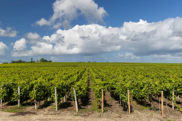 Typical Vineyards Saint Estephe Bordeaux Aquitaine France — Stock Photo, Image