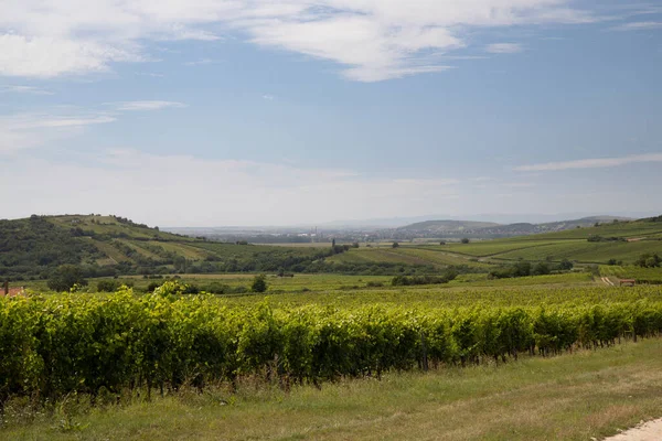 Paisagem Tokaj Com Vinha Sítio Unesco Hungria — Fotografia de Stock