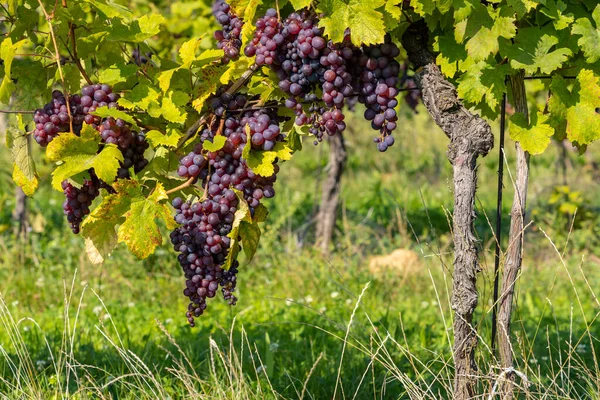 Dojrzewające Winogrona Morawach Południowych Czechy — Zdjęcie stockowe