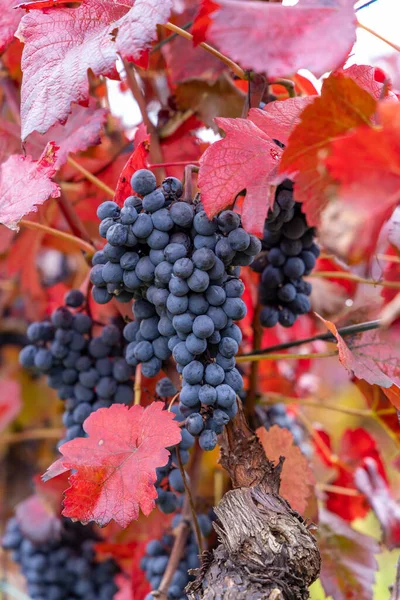 Blue Grapes Alibernet Autumn Vineyard Southern Moravia Czech Republic — Stock Photo, Image