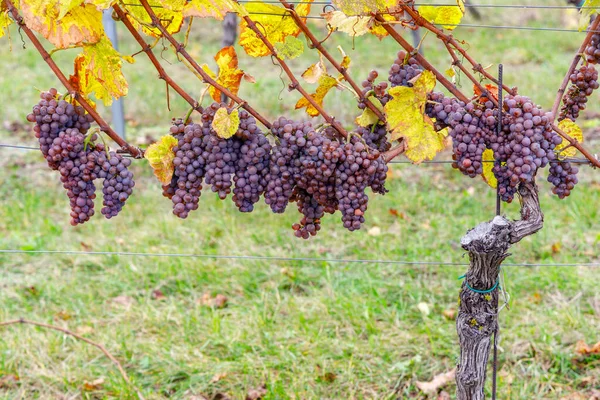 Uvas Vinhedo Outono Morávia Sul República Checa — Fotografia de Stock