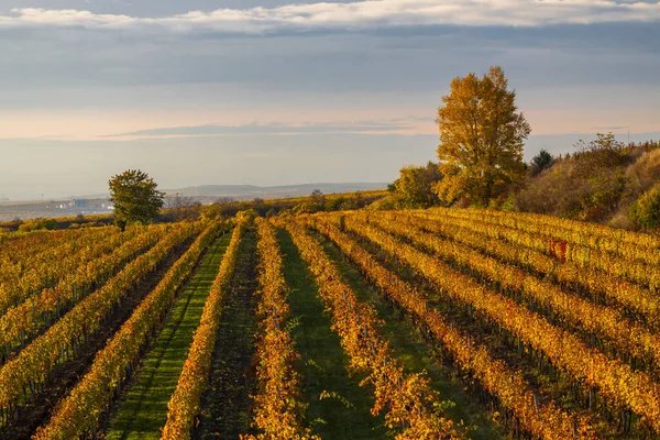 捷克共和国摩拉维亚南部Velke Bilovice附近的秋季葡萄园 — 图库照片