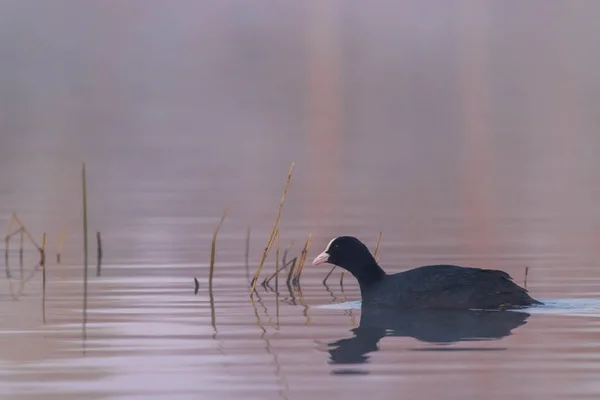 Svart Barnsäng Fulica Atra Fulica Tidigare Södra Böhmen Tjeckien — Stockfoto