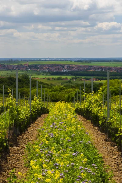 Floral Spacing Organic Vineyard Southern Moravia Czech Republic — Stock Photo, Image