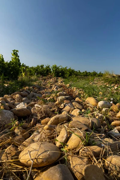 シャトーヌフ コート ローヌ フランスの近くの石を持つ典型的なブドウ畑 — ストック写真