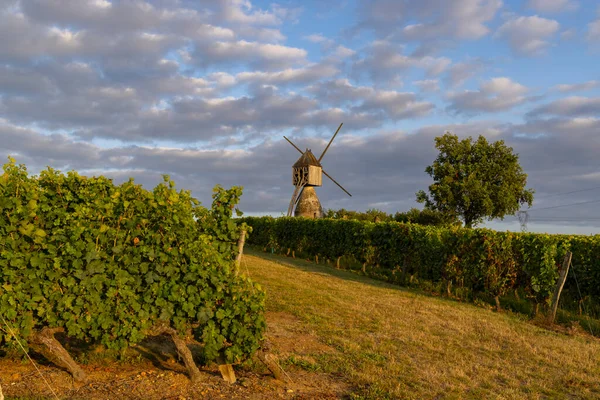 Wiatrak Tranchee Winnica Pobliżu Montsoreau Pays Loire Francja — Zdjęcie stockowe