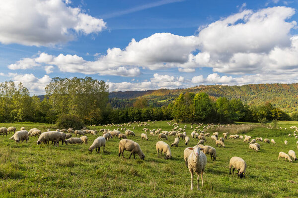 Стадо овец под Терховой, Мала Фатра, Словакия