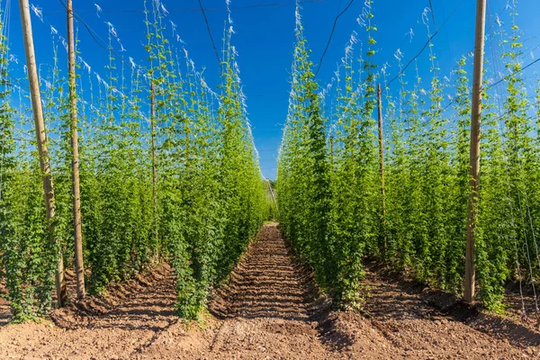 Hop Field Regio Zatec Tsjechië — Stockfoto